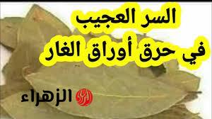 “ندمت اني معرفتهاش من زمان”.. السر وراء حرق ورقة من أوراق الغار يوميا في المنزل لن تتخيل ماذا يحدث جربها فورا