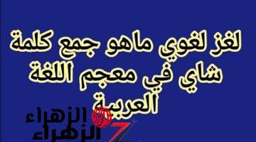 «الدحيحة بس اللي عرفوا الاجابة!» .. هل تعرف حل سؤال ماهو جمع كلمة “شاي” في معجم اللغة العربية؟! .. إجابة الكل بيدور عليها !!