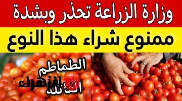 «خراب بيوت مستعجل».. وزارة الصحة تحذر من شراء هذا النوع من الطماطم.. أوعي تشتريه تاني!!