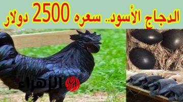 العالم مذهول منه .. تعرف على قصة الدجاج الأسود الغامض سعر الدجاجة الواحدة منه تساوي 2500 دولار؟! .. معجزة بكل المقاييس