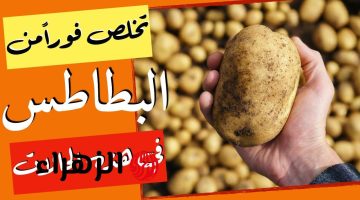 ولا الجن الأزرق يعرفها !! البطاطس الخفية .. كيف تكتشفين المخاطر الصحية في البطاطس قبل أن تضر عائلتك؟”