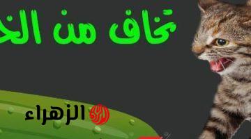 أتحداك إذا كنت تعرفها .. هل تعلم لماذا تخاف القطط من الخيار؟!.. هتتصدم لما تعرف السبب!!