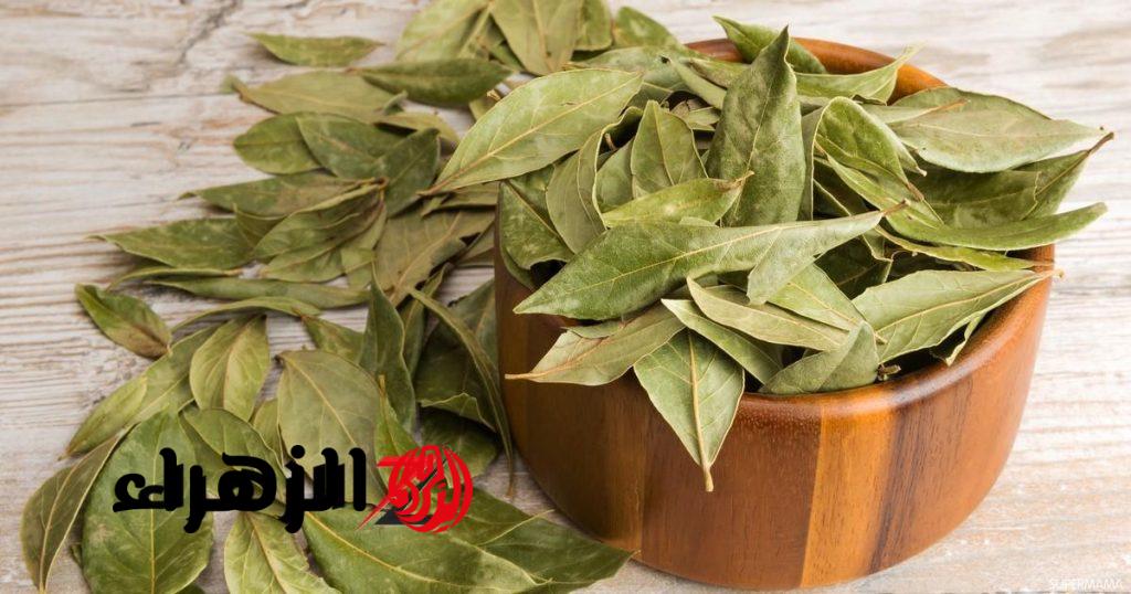 الفوائد الصحية لورق الغار