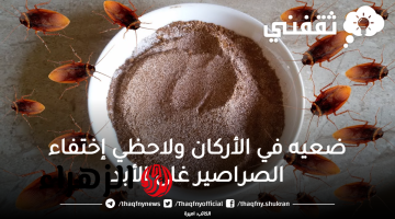 ضعيه في الأركان وتخلصي من صراصير المطبخ الصغيرة والكبيرة إلى الأبد