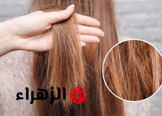 مكون سحري لن تتوقعيه.. علاج نهائي للشعر التالف والجاف و المتساقط «الطريقة والخطوات»
