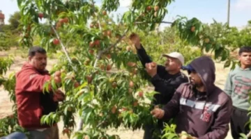 “ويكأنها نازلة من الجنة”.. فاكهة الغلابة الصيفية المهملة تزرع في مصر تعالج امراض القلب وتجدد خلايا الكبد التالفة وتحمي العين من العمي وتعتبر الحل الامثل لانقاص الوزن