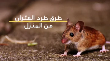 مش هيدخلوا بيتك تاني .. أقوى طريقة لطرد الفئران بمكونات طبيعيه في ثواني وبدون مواد ضاره .. حل سحري ومضمون 100 % !!