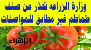 «خافي على عيالك واوعي تشتريها».. وزارة الزراعة تحذر من شراء هذا النوع من الطماطم المنتشر في السوق.. هتندم ندم عمرك لو معرفتش!!