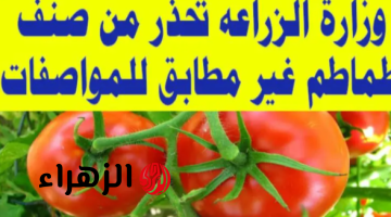 «متشتريهوش لو بجنيه».. تحذير شديد اللهجة من شراء هذا النوع من الطماطم القاتلة المنتشرة في السوق .. فيها سم قاتل!!