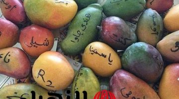 “اشتري عنب وجوافة احسنلك!”.… 5 أنواع من المانجو خطيرة جدا متواجدة في الاسواق بكثرة.. تعرف على الأضرار!!