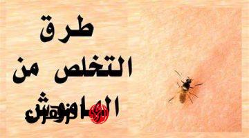 كانت فين الفكره دي من زمان.. من النهاردة انسي الهاموش تاني في بيتك وبديل الفواحه.. اختراع في الجون