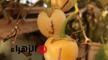 ” ضاع عمرنا ولا سمعنا عنها ” .. تعرف على أغلى فاكهة استوائية في العالم موجودة في مصر .. جرب تزرعها وانت هتصبح مليونير خلال 3 سنوات !!!