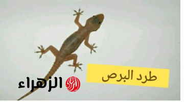 جارتي اللهلوبه قالتلي عليها!!..4 مكونات طبيعية فعالة تعمل على طرد الأبراص من المنزل بكل سهولة.. إليك الطريقة بالخطوات!!