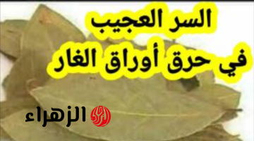 سر الراحة والنظافة فيه!!.. النار علي ورق الغار كنز جبار ولية فوائد كتير..5 فوائد هتستفادي بيها!!