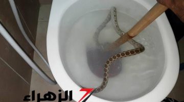 “هتموت عيلتك من غير ما تحس”…4 علامات شائعه تؤكد وجود ثعابين بالمنزل خد بالك منها كويس!!