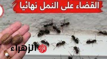 اقضي عليهم.. طريقة سحرية للقضاء على النمل وجميع الحشرات الطائرة بدون مواد كيميائية