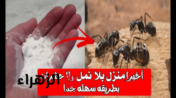 من النهاردة مفيش ولا حشرة هتدخل بيتك!!.. 3 طرق ممتازة هتقضي علي الحشرات في ثواني..جربيها وأمني بيتك بيها!!