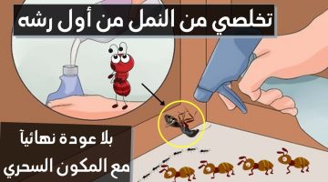 هتقولي كانت فين من زمان.. طريقة سحرية للتخلص من النمل نهائيا دون رجعة دون استخدام مواد كيميائية ضارة