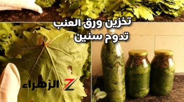 لازم تجربيها.. أفضل وأنجح الطرق لتخزين ورق العنب بدون سلق لمدة سنوات