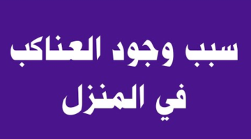 سؤال حير الملايين.. سبب وجود العناكب في المنزل| هل هو عنوان للفقر أم مجرد خرافة؟