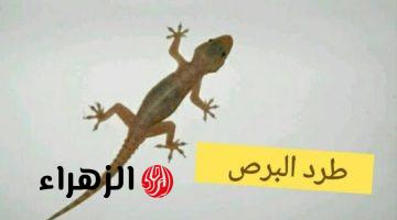 كيفية طرد البرص نهائيا عن منزلك بدون لمس أو الاقتراب منه بمكونات طبيعية وآمنة على أطفالك