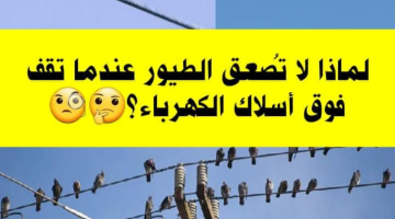 سؤال حير الناس.. لماذا لا تصعق الطيور حين تقف على أسلاك الطاقة؟