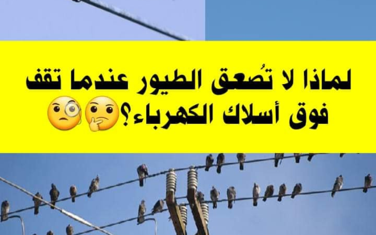 أخيرًا عرفنا السبب.. لماذا لا تُصعق الطيور عندما تقف على أسلاك الكهرباء؟