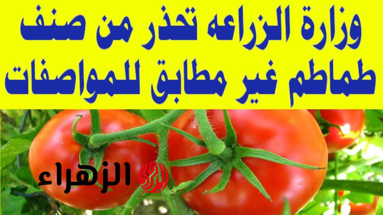 أوعى تشتريها حتى لو ببلاش.. وزارة الزراعة تحذر من شراء هذا النوع من الطماطم المنتشر في السوق خافي على عيالك - بوابة الزهراء الإخبارية