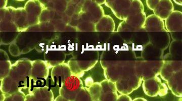 الفطر الأصفر: هل هو أكثر فتكا من الفطر الأسود والفطر الأبيض، تعرف عليه هنا