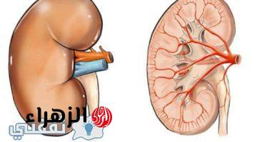 عادات سيئة تدمر الكلى أهم عشر عادات تتلف الكلى وتدمرها تعرف عليها وتجنبها