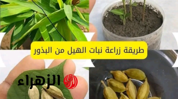 خلاص مش هتروحي عند العطار!!..طريقة بسيطة وخطوات سهلة لزراعة الحبهان في البيت..6 خطوات بس وهتزرعي الحبهان!!!