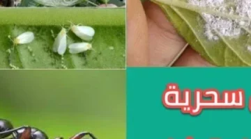 عطار كبير قالي عليها!.. إليك سر عشبة سحرية تجعل النمل والصراصير تختفي بلا أثر”