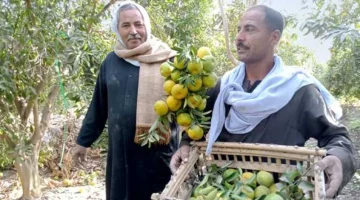 «في كل بيت وفوائدة عظيمة!!»..فاكهة الغلابة المزروعة في مصر… خمس دقائق تودع بها الإمساك وتخفض السكر بالدم والحل الجبار لفقدان الوزن ومحاربة التجاعيد.. تعرف عليها.!