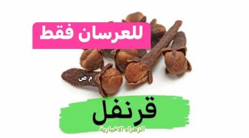 “يا بختك يا عريس” .. استخدم مسمار واحد مِن زيت القرنفل بهذه الطريقة المذهلة قبل النوم ولن تنسَى ما سيحدث هذه الليلة