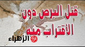 “هيخاف يقرب من بيتك”.. . تعرف على طرق طرد البرص من المنزل قبل دخول فصل الصيف…ياريتني عرفتها من زمان!!