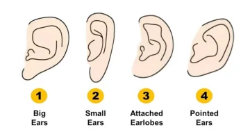 الناس هتعرف كل حاجة عنك .. هل تعلم أن شكل أذنيك تكشف الكثير عن أسرار شخصيتك الحقيقية التي تخفيها عن الناس؟؟ اختبار يفضح أي شخصية