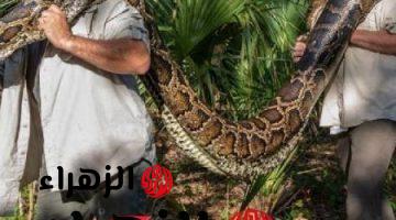 «خبر يموت من الرعب» .. اكتشاف أخطر نوع ثعبان في العالم طوله 22 متر يعيش في هذه الأماكن .. خلي بالك من نفسك وعيالك