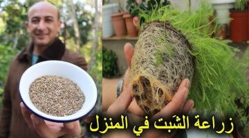 “فلاحة عجوزة كشفتلي السر دا “.. طريقة مضمونة لزراعة ” الشبت والبقدونس ” في البلكونة بخطوات سهلة وسريعة .. احصدي وخزني بدل ما تشتري !!