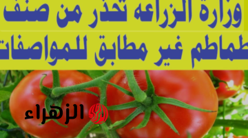 «متشتريهوش لو بجنيه».. تحذير شديد اللهجة من شراء هذا النوع من الطماطم القاتلة المنتشرة في السوق .. فيها سم قاتل!!