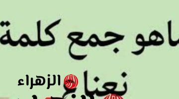 لو عبقري هتقدر تحلها .. سؤال حير الملايين ما هو جمع كلمة “نعناع” في اللغة العربية؟! .. اتحداك توصل للحل