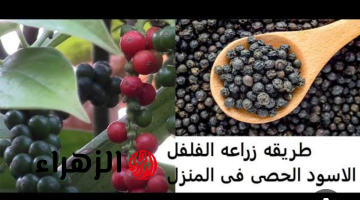 هتزرعية ولبيتك هتستخدمية!!.. زراعة الفلفل الاسود في البلكونه خطوة بخطوة وبشكل سهل.. 3 خطوات هتعمليها بكل سهولة!!