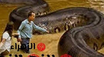 «خبر يموت من الرعب ».. ظهور 11 ثعبان لم يسبق لهم مثيل في مصر .. خلي بالك على نفسك وعلى عيالك قبل فوات الآوان !!