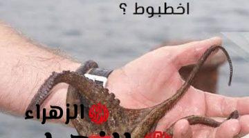 كلمة أخطبوط من أغرب عجائب وأسرار اللغة العربية! .. لن تصدق ما هو جمع كلمة أخطبوط في قاموس اللغة؟! .. أتحداك تكون عارفها قبل كدا