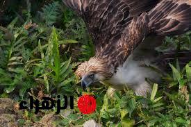 “النسر ده ممكن يخليك مليونير وانت مش واخد بالك” أغلى طائر في العالم مش هتصدق بيتباع بكام وايه السبب ولا كان يخطر على بال حد !!!