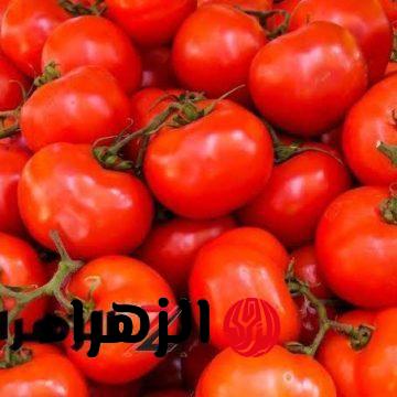 ″ملكش حجة انا حذرتك!”… تحذير خطير من وزارة الصحة والزراعة بشأن نوع الطماطم ده… هيموت عيالك لو اشتريتيه! - بوابة الزهراء الإخبارية