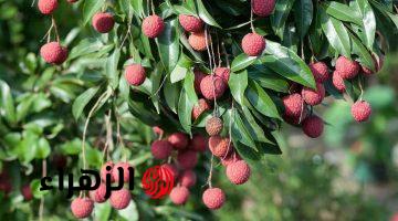 فلاح ابن حلال قالي عليها!!.. الفلاحين تكشف عن نبات سحري يؤخر الشيخوخة هتفضل في سن العشرين | هتجيبه لو بمليون جنيه