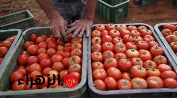 الكيلو هيوصل 20 جنيه.. نقيب الفلاحين يصدم المواطنين بشأن أسعار الطماطم في هذا الموعد