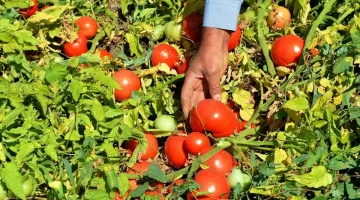 “خلى بالك من اولادك!” في طماطم مميتة في السوق..وزارة الزراعة تحذر من نوع الطماطم المنتشر الذي قد يتسبب في حالات وفاة مفاجئة!!