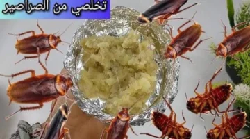 العجينة السحرية للتخلص من الصراصير