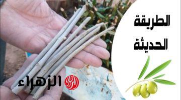 طريقة زراعة الزيتون في البيت بكل احترافية وبأقل